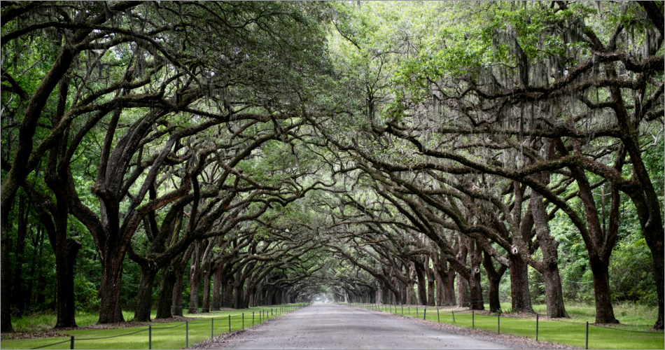 Magnolia Plantation & Gardens
