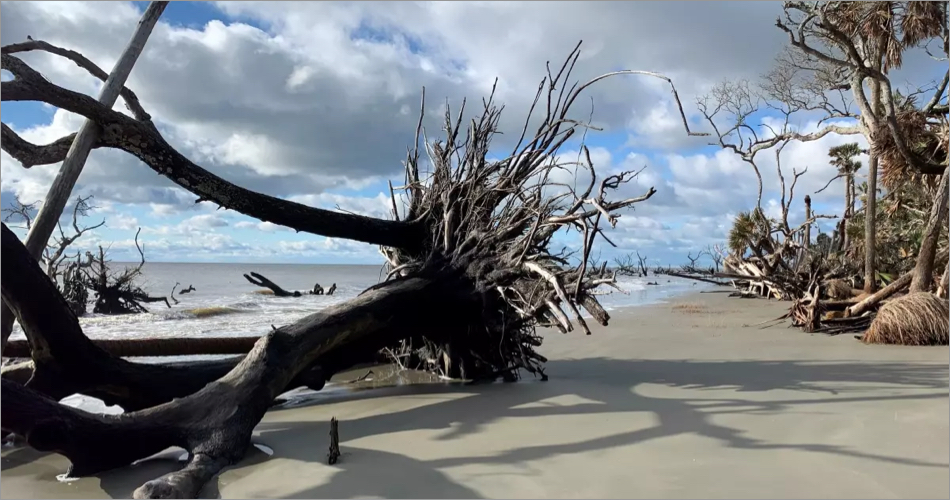 Bulls Island, Cape Romain National Wildlife Refuge