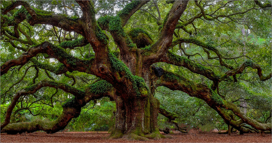 Angel Oak Tree